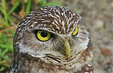 Burrowing Owl